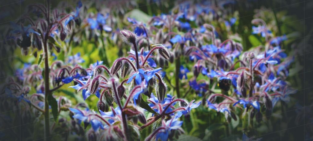 Borage