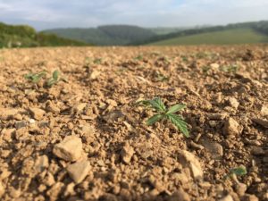 Crop growing at Trelonk Farm