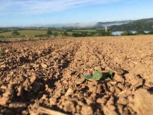 Crop growing at Trelonk Farm field
