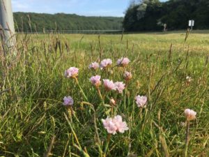 Wild flowers at Trelonk Farm