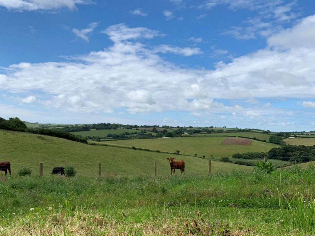 Cattle at Trelonk
