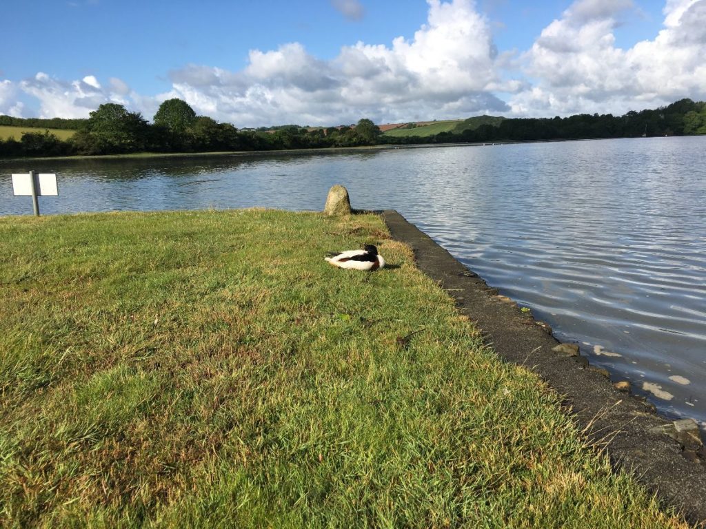 Ducks on the River Fal