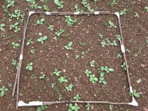 plant population transect at Trelonk