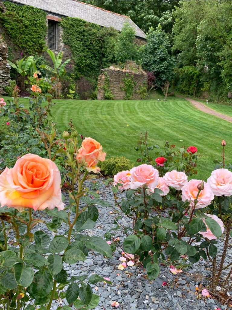 Roses at Trelonk Farm