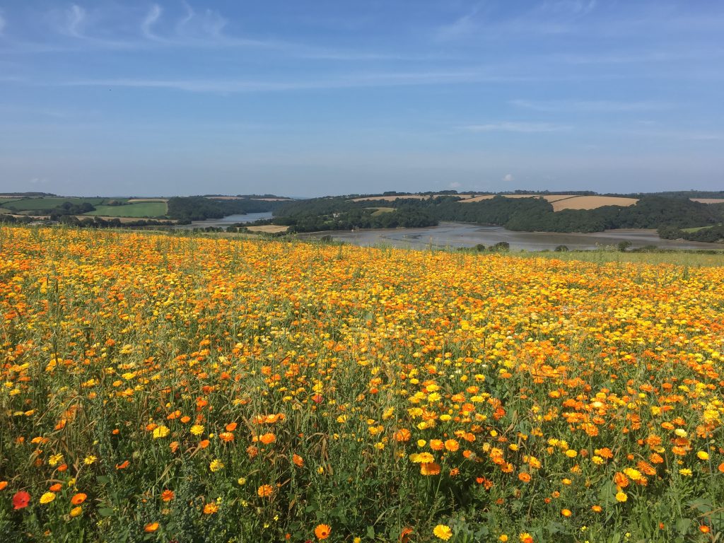 Calendula crop which will be used for oils