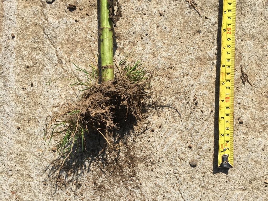 Root of Plant - Trelonk Ltd